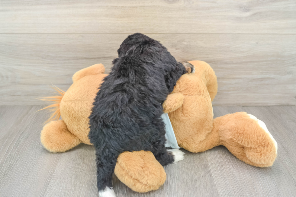 Best Mini Bernedoodle Baby