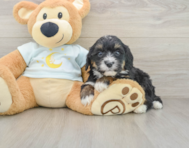 7 week old Mini Bernedoodle Puppy For Sale - Pilesgrove Pups