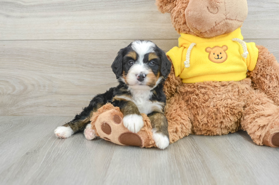 4 week old Mini Bernedoodle Puppy For Sale - Pilesgrove Pups