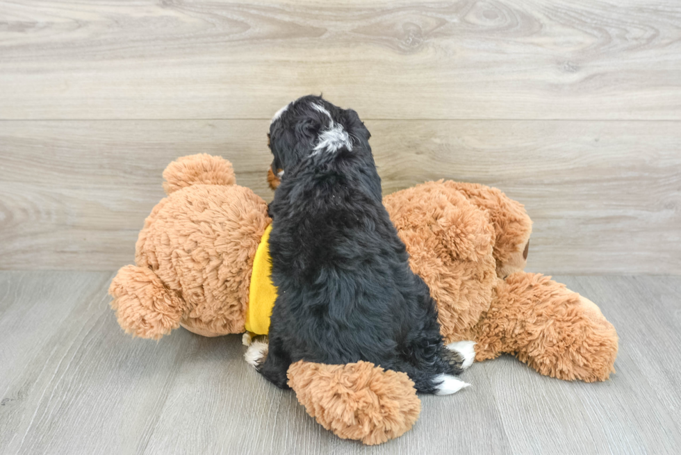 Best Mini Bernedoodle Baby