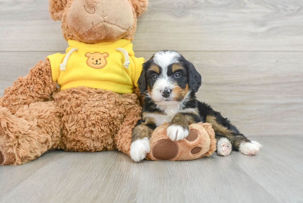 Best Mini Bernedoodle Baby