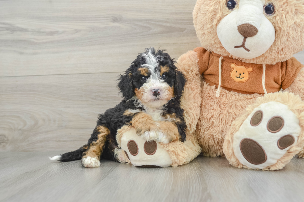 6 week old Mini Bernedoodle Puppy For Sale - Pilesgrove Pups