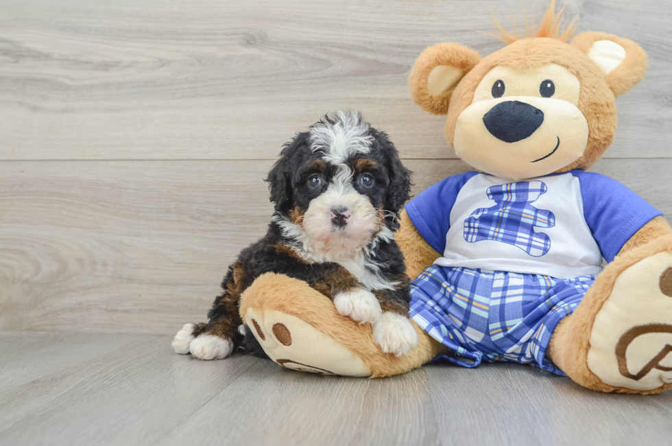 6 week old Mini Bernedoodle Puppy For Sale - Pilesgrove Pups