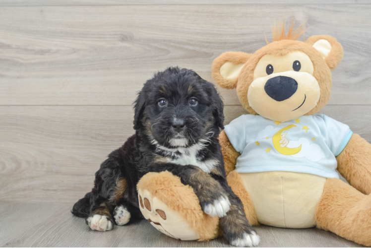 Funny Mini Bernedoodle Poodle Mix Pup