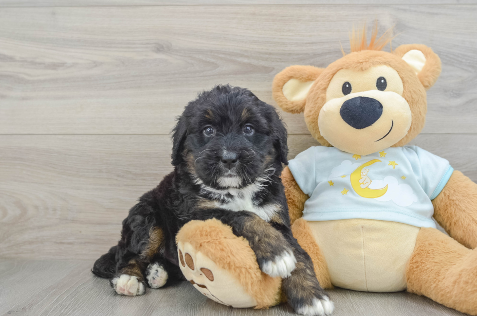 6 week old Mini Bernedoodle Puppy For Sale - Pilesgrove Pups