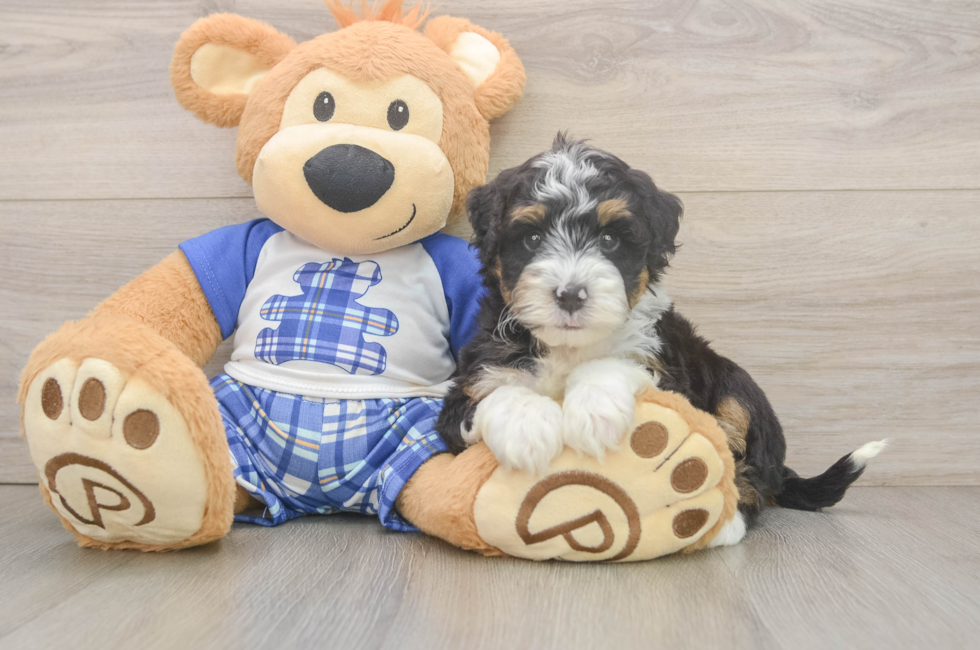 5 week old Mini Bernedoodle Puppy For Sale - Pilesgrove Pups