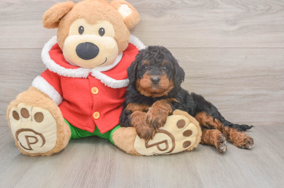 6 week old Mini Bernedoodle Puppy For Sale - Pilesgrove Pups