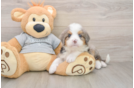 Playful Mini Bernesedoodle Poodle Mix Puppy