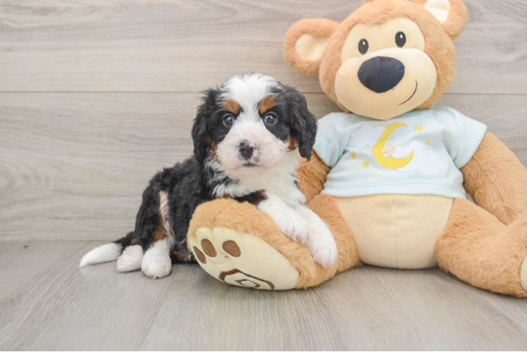 Happy Mini Bernedoodle Baby