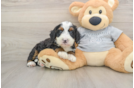 Energetic Mini Bernese Poodle Poodle Mix Puppy