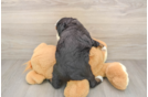 Best Mini Bernedoodle Baby