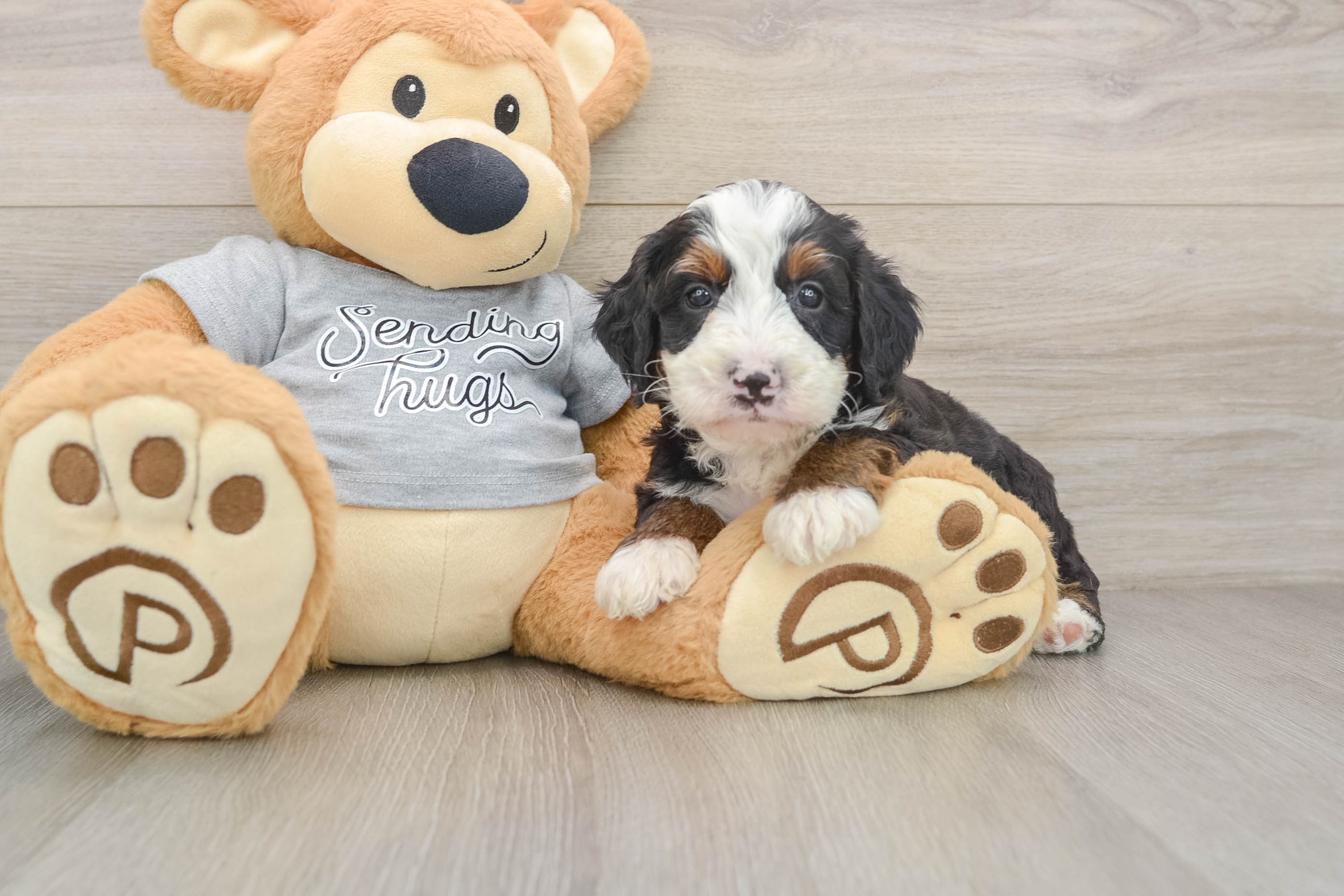 Best Mini Bernedoodle Baby