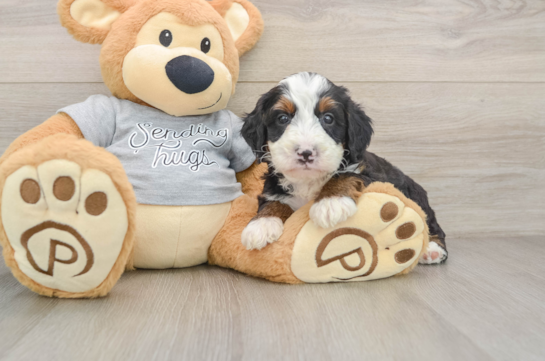 Best Mini Bernedoodle Baby