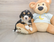 5 week old Mini Bernedoodle Puppy For Sale - Pilesgrove Pups