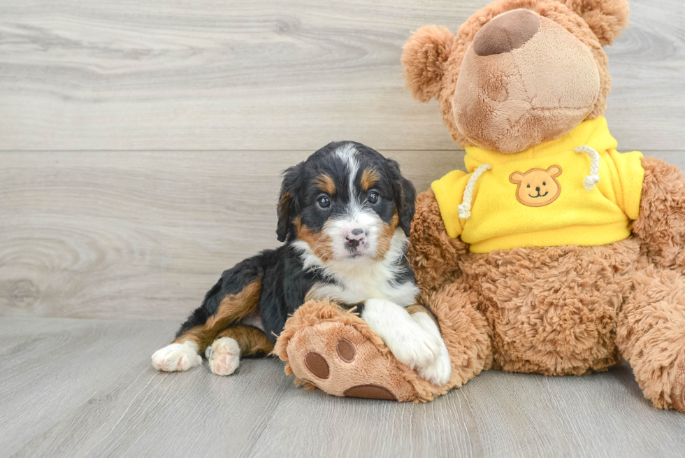 Mini Bernedoodle Puppy for Adoption