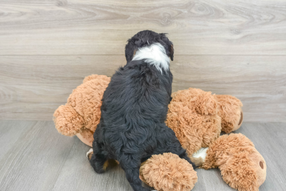 Mini Bernedoodle Pup Being Cute