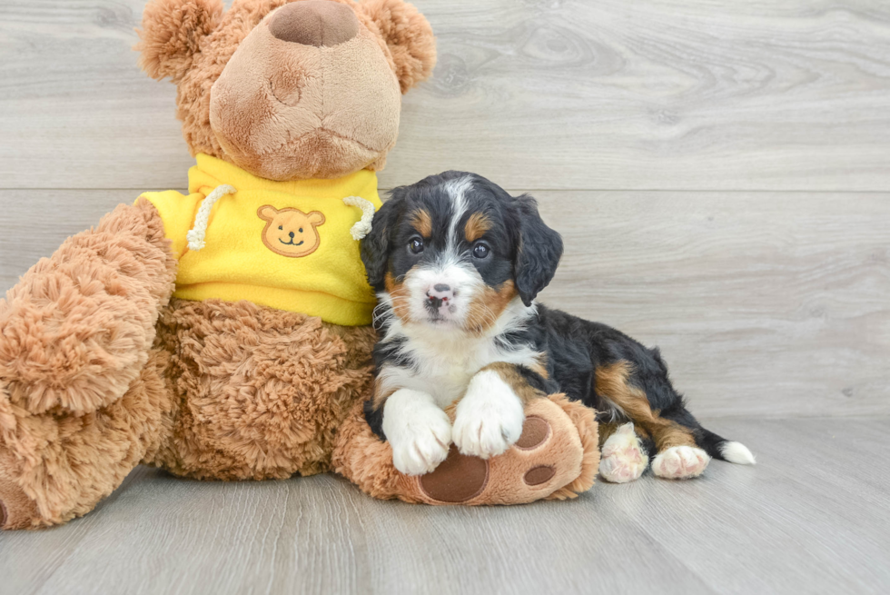 Smart Mini Bernedoodle Poodle Mix Pup