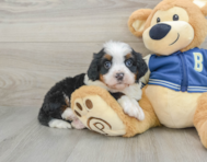 8 week old Mini Bernedoodle Puppy For Sale - Pilesgrove Pups