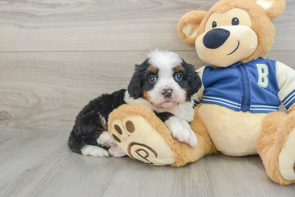 Mini Bernedoodle Puppy for Adoption