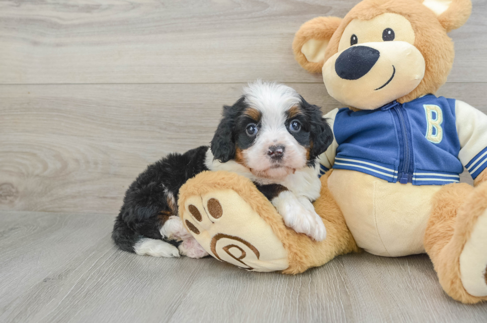 5 week old Mini Bernedoodle Puppy For Sale - Pilesgrove Pups