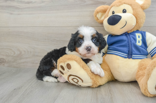 Mini Bernedoodle Puppy for Adoption