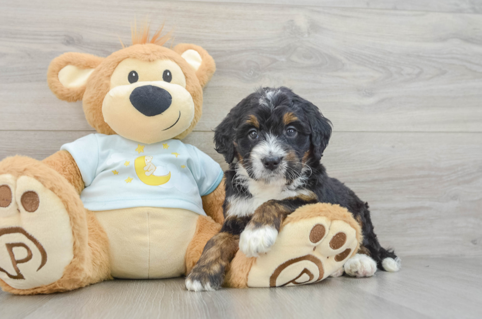 7 week old Mini Bernedoodle Puppy For Sale - Pilesgrove Pups