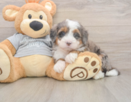 5 week old Mini Bernedoodle Puppy For Sale - Pilesgrove Pups