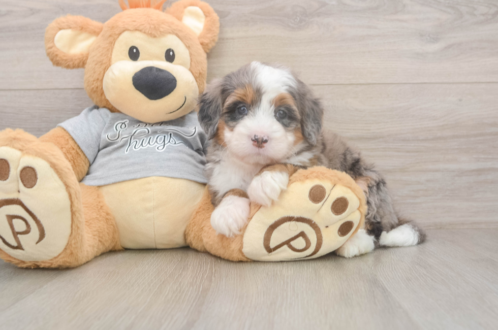 5 week old Mini Bernedoodle Puppy For Sale - Pilesgrove Pups