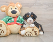 6 week old Mini Bernedoodle Puppy For Sale - Pilesgrove Pups