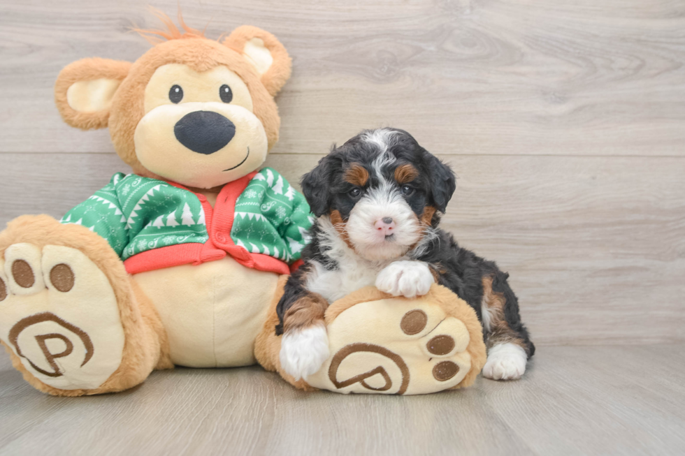 Playful Mini Bernepoo Poodle Mix Puppy
