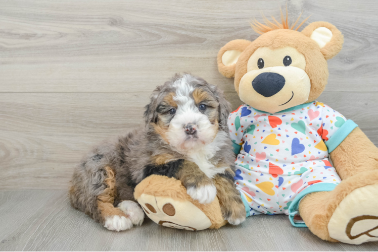 Mini Bernedoodle Puppy for Adoption