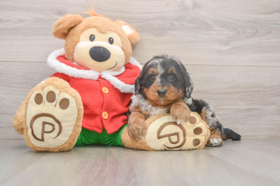 6 week old Mini Bernedoodle Puppy For Sale - Pilesgrove Pups
