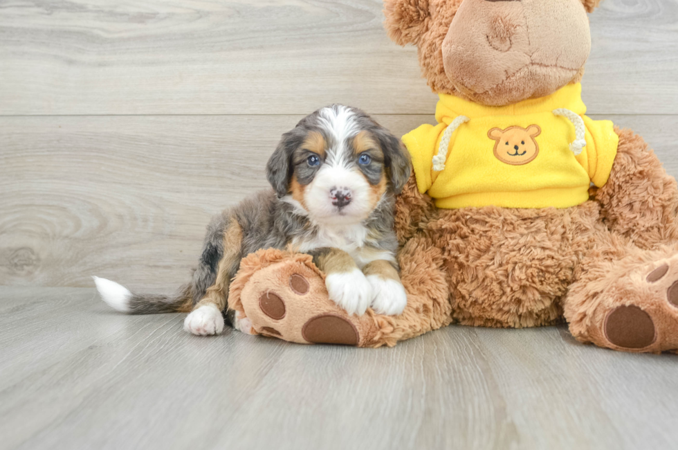 4 week old Mini Bernedoodle Puppy For Sale - Pilesgrove Pups