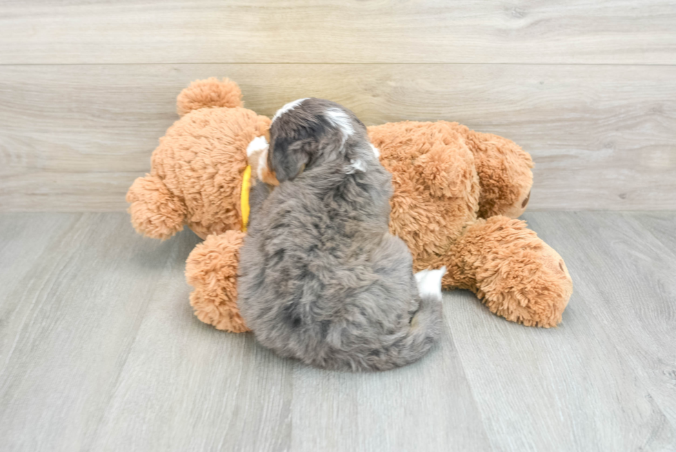 Sweet Mini Bernedoodle Baby