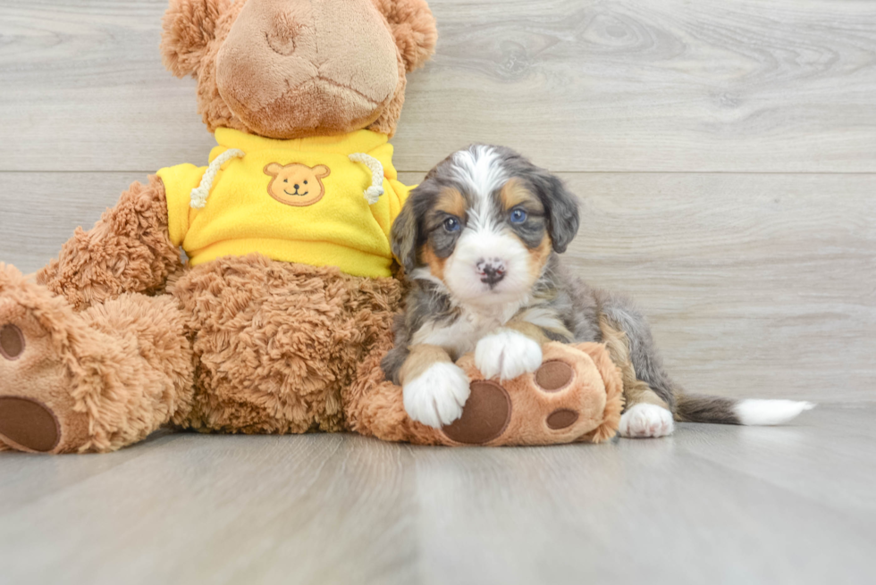 Friendly Mini Bernedoodle Baby