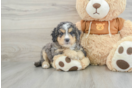 Funny Mini Bernedoodle Poodle Mix Pup