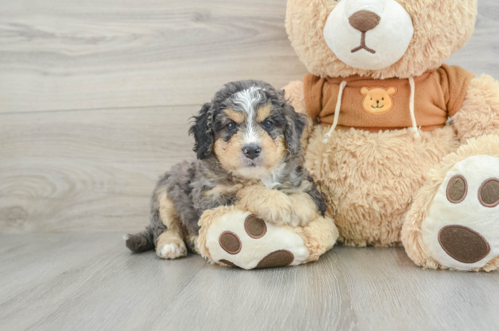 6 week old Mini Bernedoodle Puppy For Sale - Pilesgrove Pups