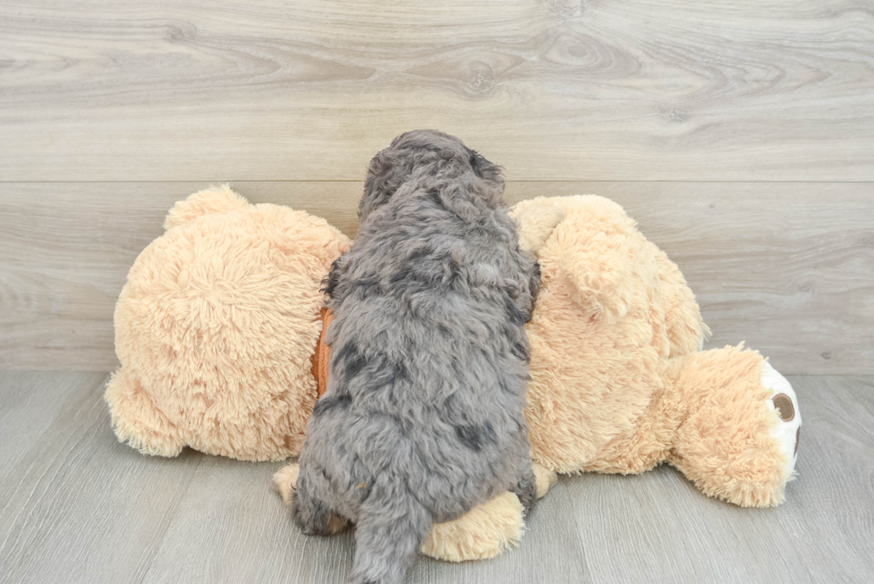 Cute Mini Bernedoodle Baby