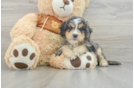 Hypoallergenic Mini Bernesedoodle Poodle Mix Puppy