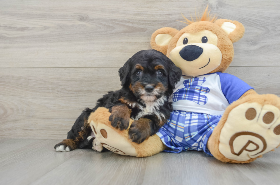 6 week old Mini Bernedoodle Puppy For Sale - Pilesgrove Pups