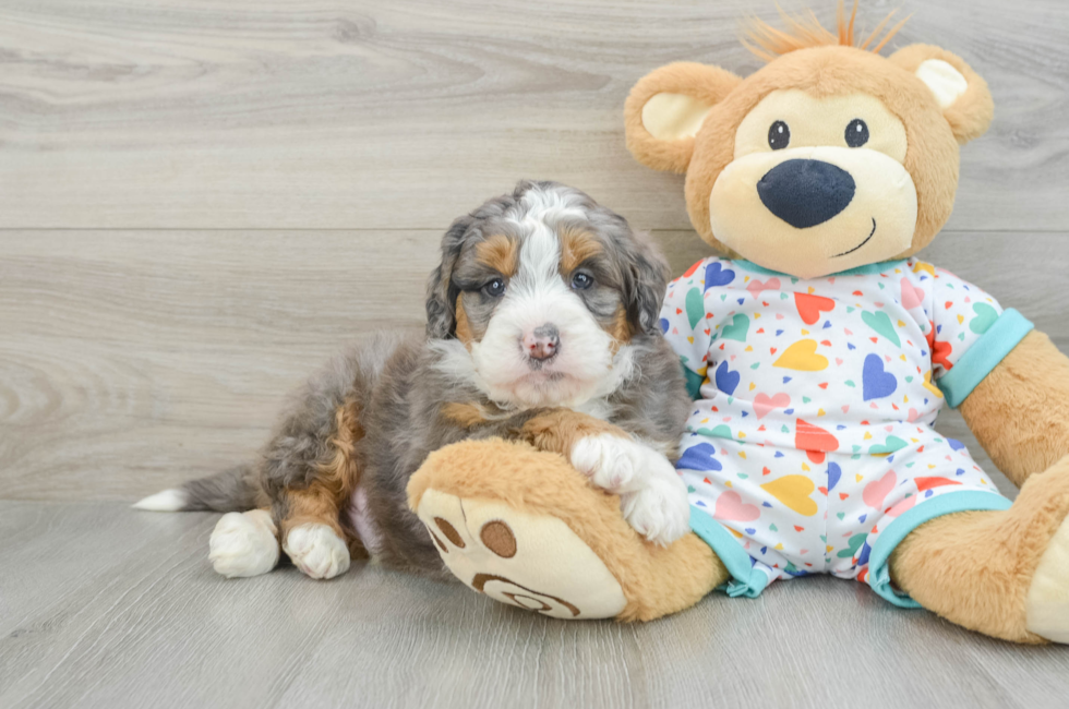 7 week old Mini Bernedoodle Puppy For Sale - Pilesgrove Pups