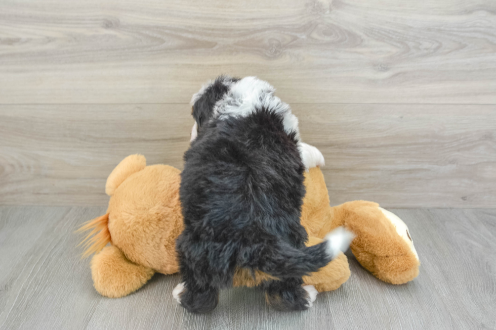 Mini Bernedoodle Pup Being Cute