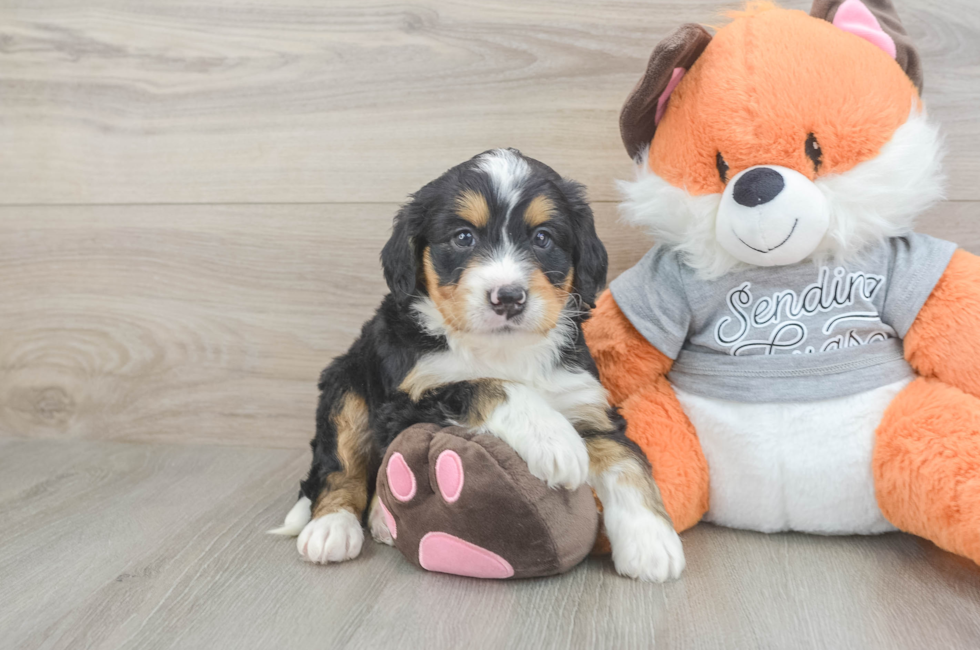 6 week old Mini Bernedoodle Puppy For Sale - Pilesgrove Pups