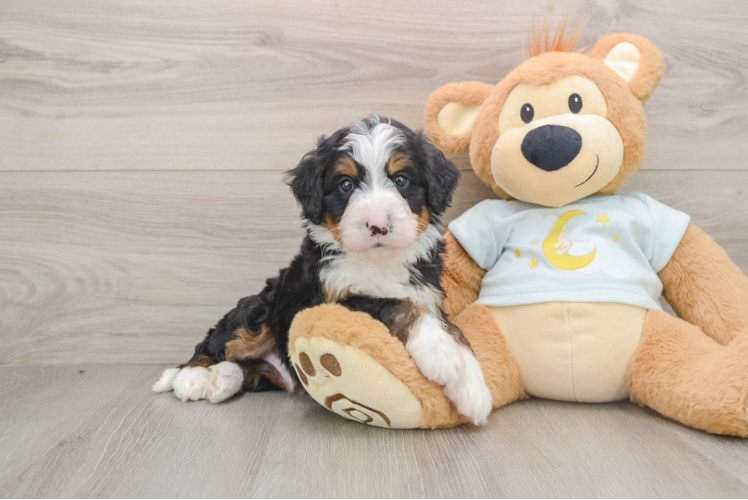 Energetic Mini Berniedoodle Poodle Mix Puppy