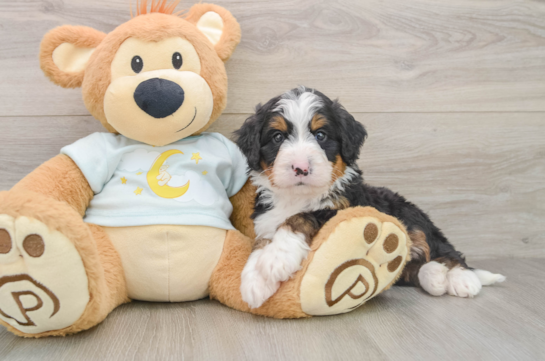 Best Mini Bernedoodle Baby