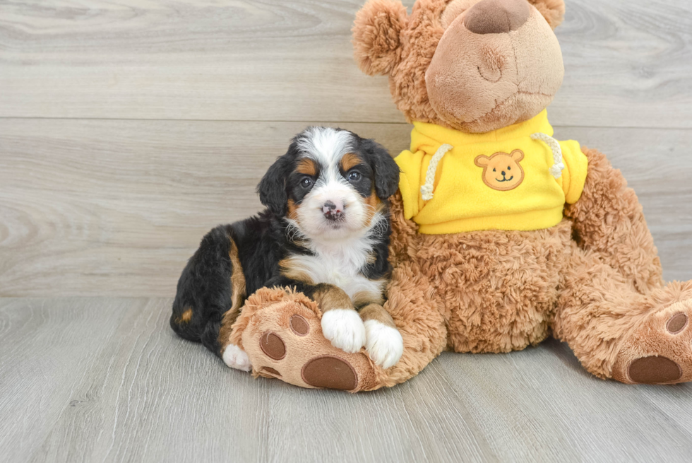 Best Mini Bernedoodle Baby