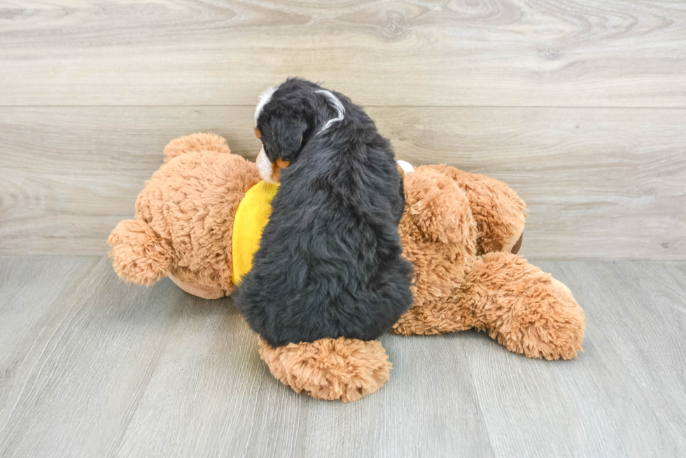 Funny Mini Bernedoodle Poodle Mix Pup