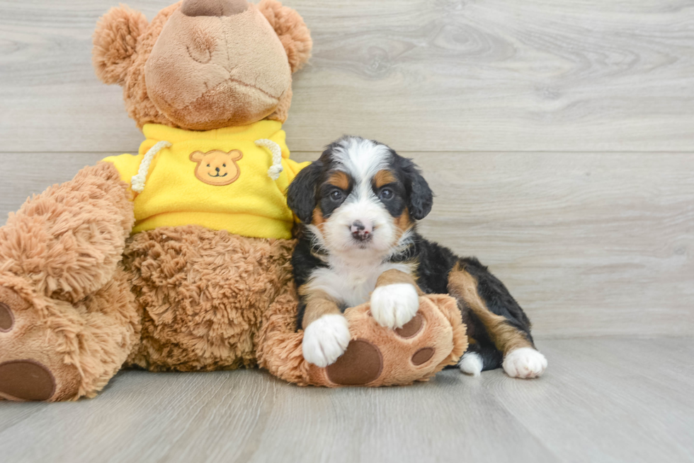 Sweet Mini Bernedoodle Baby