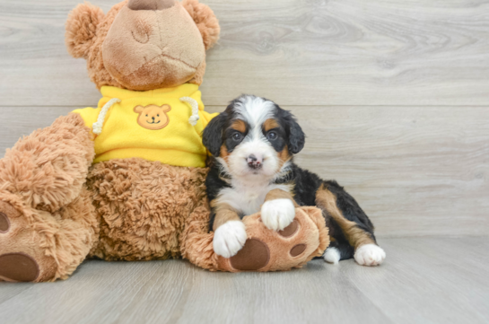 Sweet Mini Bernedoodle Baby