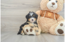 Mini Bernedoodle Puppy for Adoption